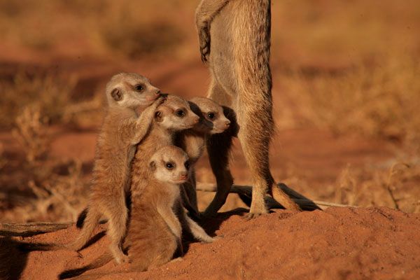 La Famille Suricate : Photo