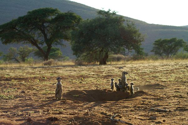 La Famille Suricate : Photo