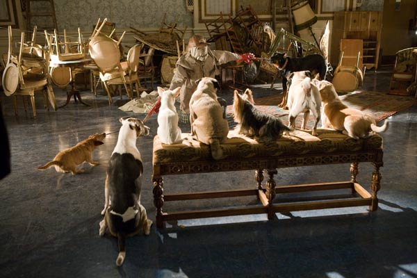 Palace pour chiens : Photo