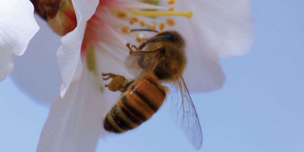 Pollen : Photo Louie Schwartzberg