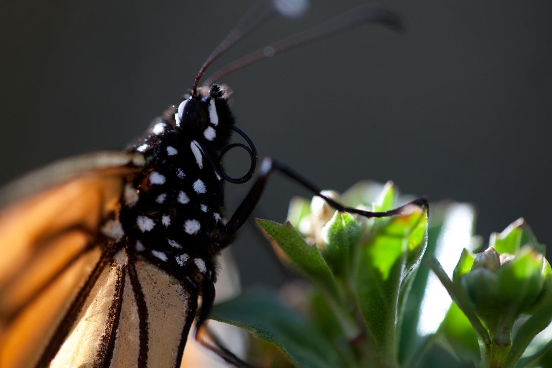 Pollen : Photo Louie Schwartzberg