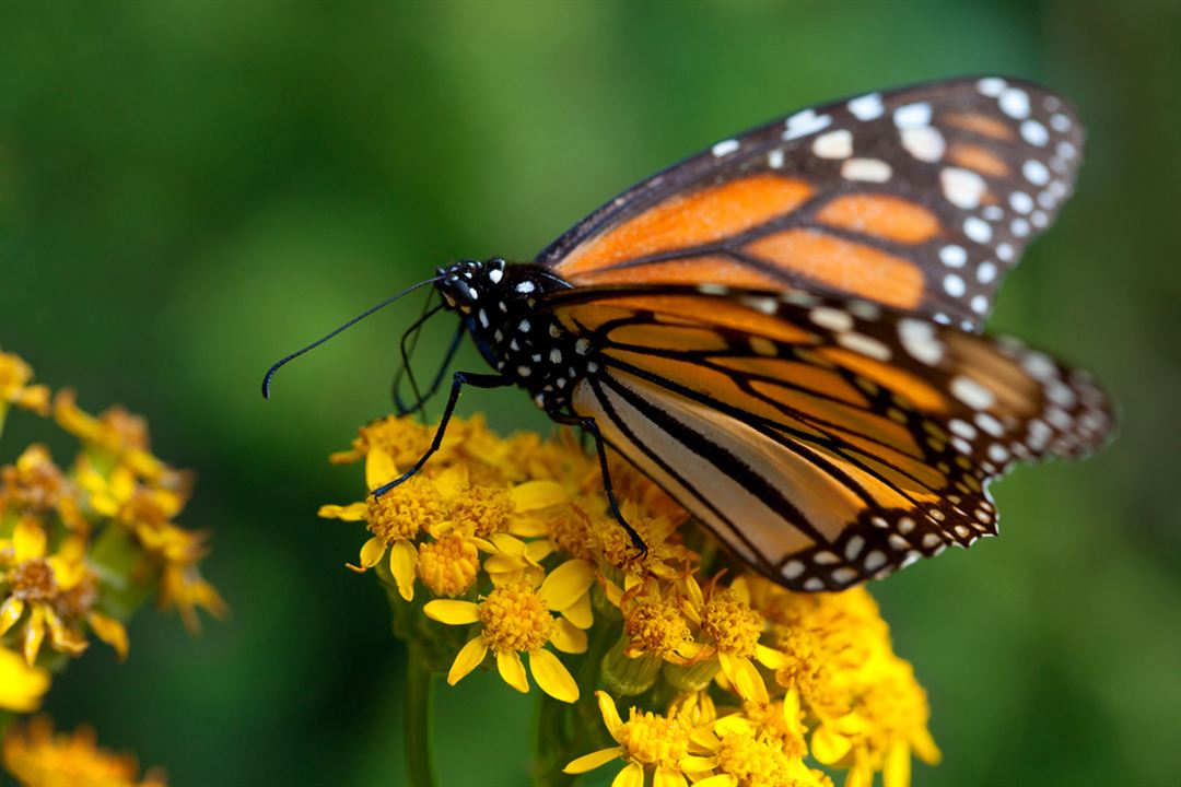 Pollen : Photo Louie Schwartzberg