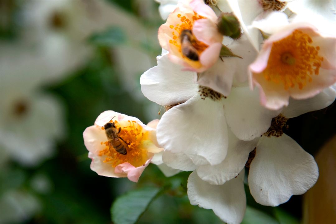 Pollen : Photo Louie Schwartzberg