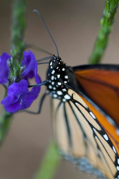 Pollen : Photo Louie Schwartzberg