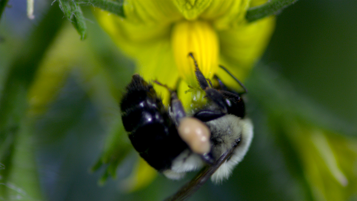 Pollen : Photo Louie Schwartzberg