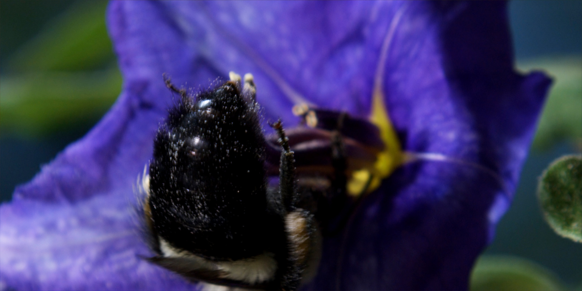 Pollen : Photo Louie Schwartzberg