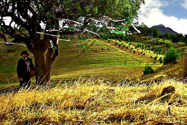 Les Murmures du vent : Photo Shahram Alidi