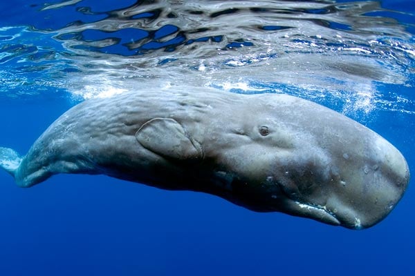 Voyage sous les mers 3D : Photo François Mantello, Jean-Jacques Mantello