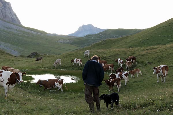 Coeur animal : Photo Séverine Cornamusaz