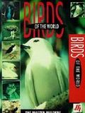 Birds of the World: The Master Builders : Affiche