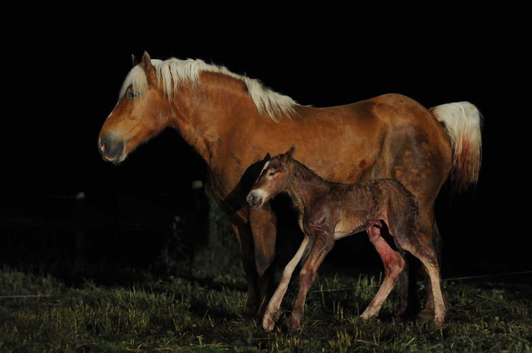 La Vie sauvage des animaux domestiques : Photo Frédéric Goupil, Dominique Garing