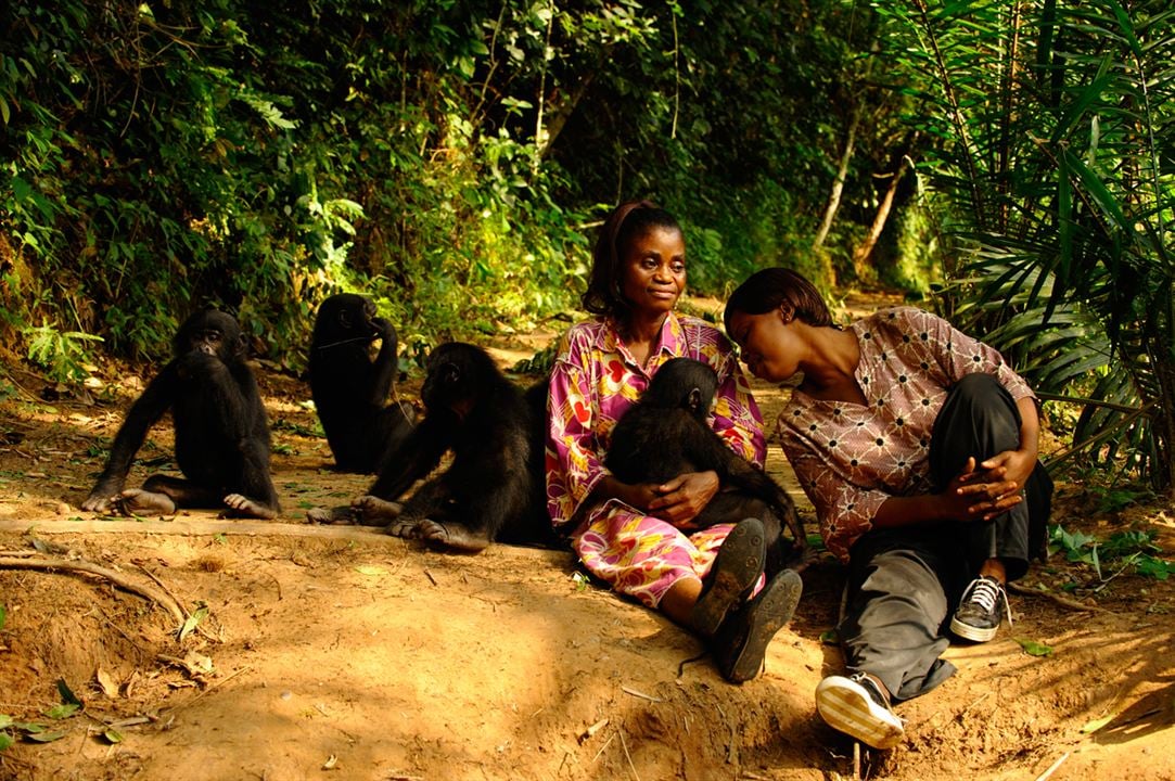 Bonobos : Photo Alain Tixier