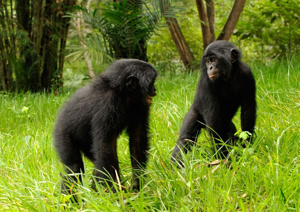 Bonobos : Photo Alain Tixier