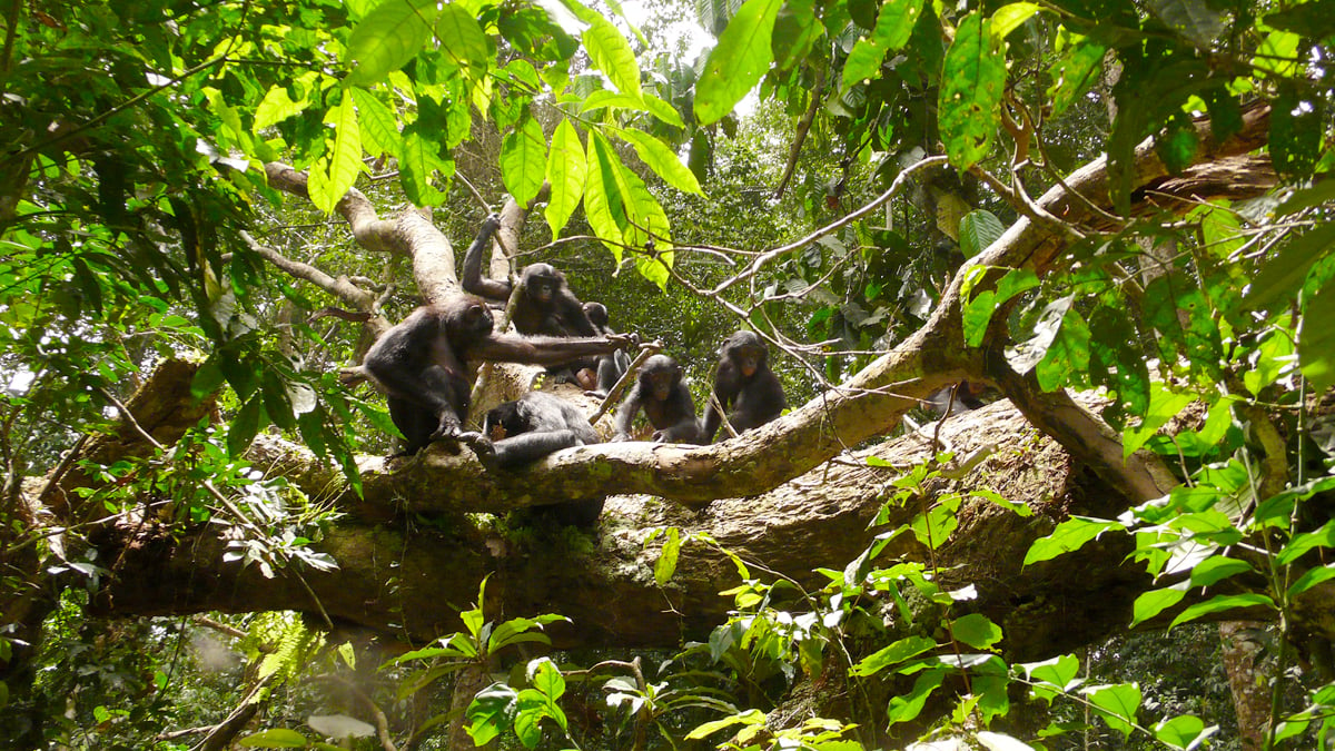 Bonobos : Photo Alain Tixier