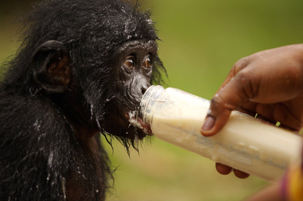 Bonobos : Photo Alain Tixier