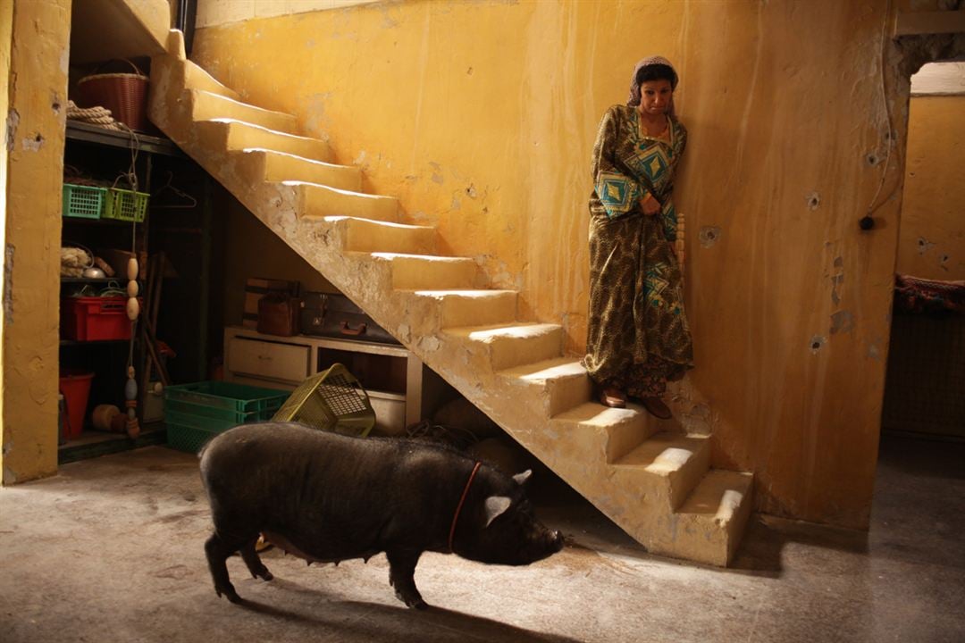 Le cochon de Gaza : Photo Sylvain Estibal