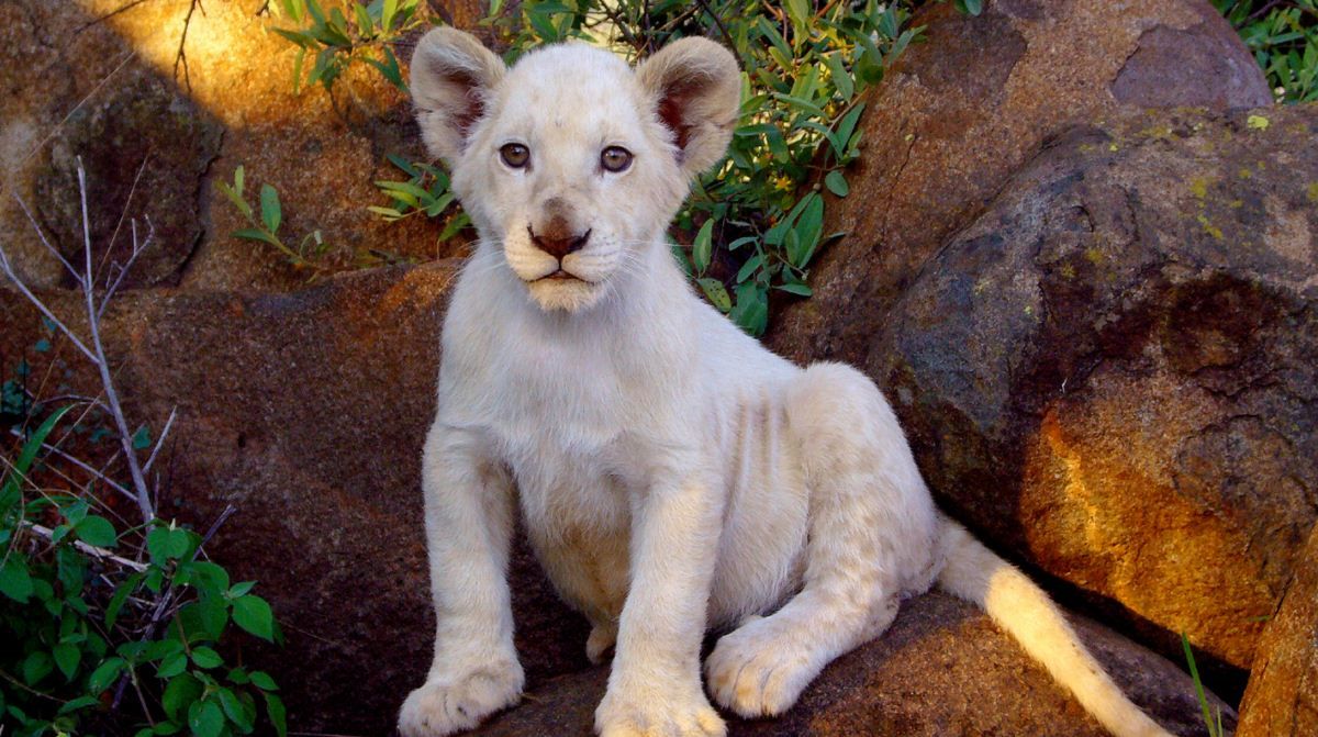 White Lion : Photo