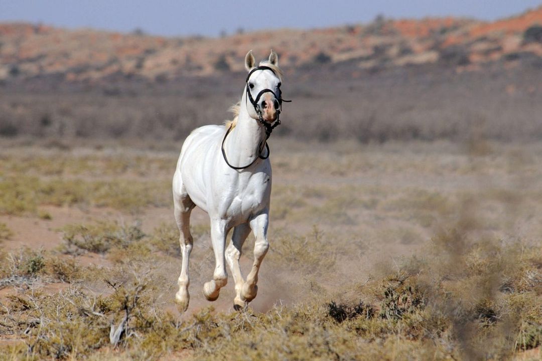 Tornado and the Kalahari Horse Whisperer : Photo