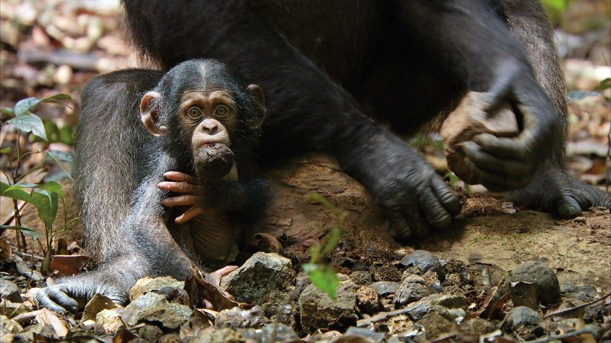 Chimpanzés : Photo