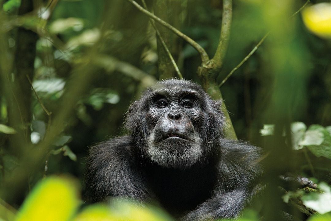 Chimpanzés : Photo