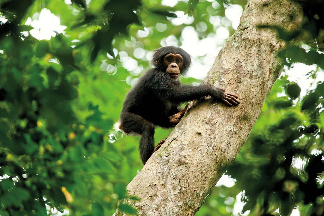 Chimpanzés : Photo