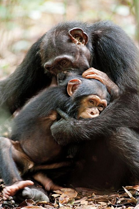 Chimpanzés : Photo