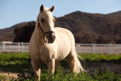 La Princesse et le poney : Photo