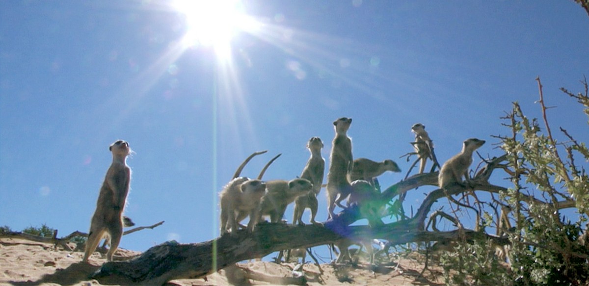 Le Clan des suricates, l'aventure commence : Photo