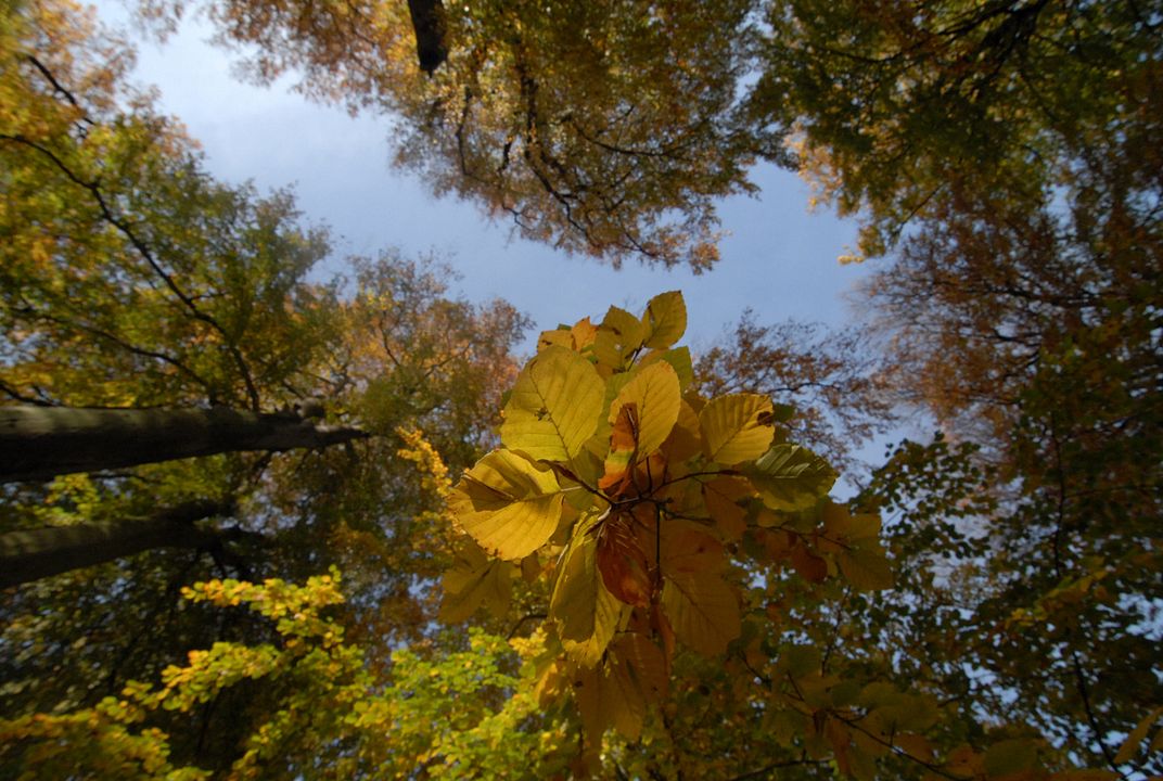 La Planète verte : Photo