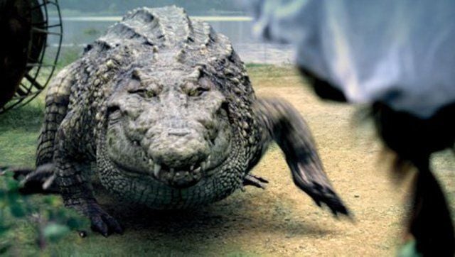 Million Dollar Crocodile : Photo