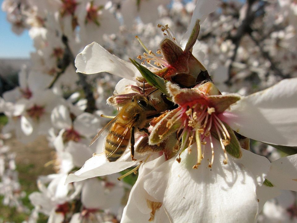 Des Abeilles et des Hommes : Photo