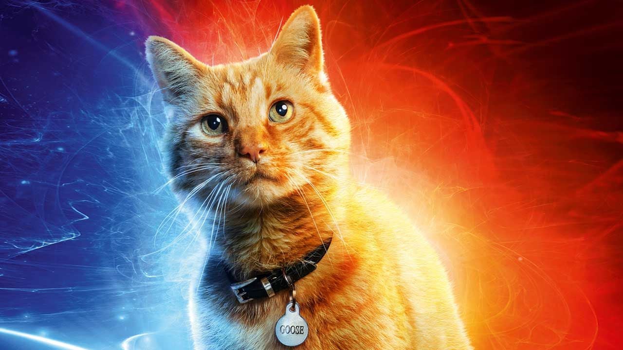 Captain Marvel Goose S Ajoute A La Liste De Nos Chats De Cinema Preferes Pattenrond Dans La Saga Harry Potter Allocine
