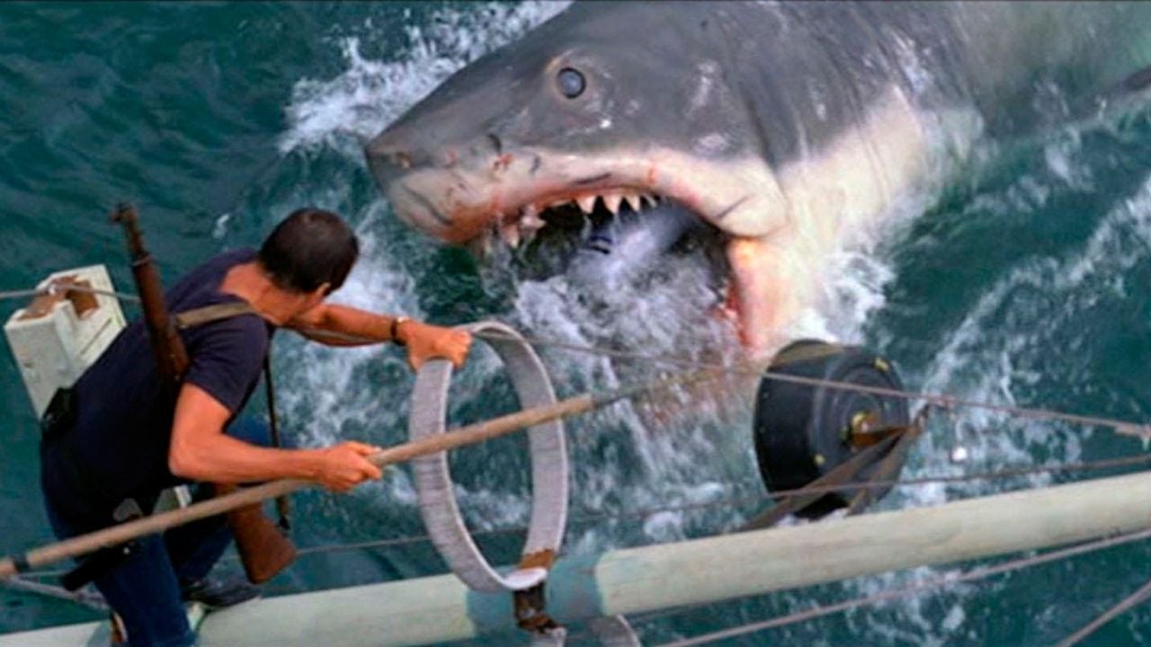Instinct De Survie L Océan De La Peur Les Dents de la mer sur Netflix : 5 films de requins à voir sur les  plateformes - Actus Ciné - AlloCiné