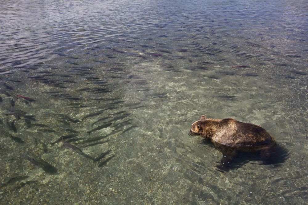 Terre des Ours : Photo