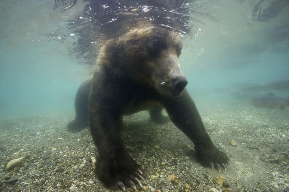 Terre des Ours : Photo