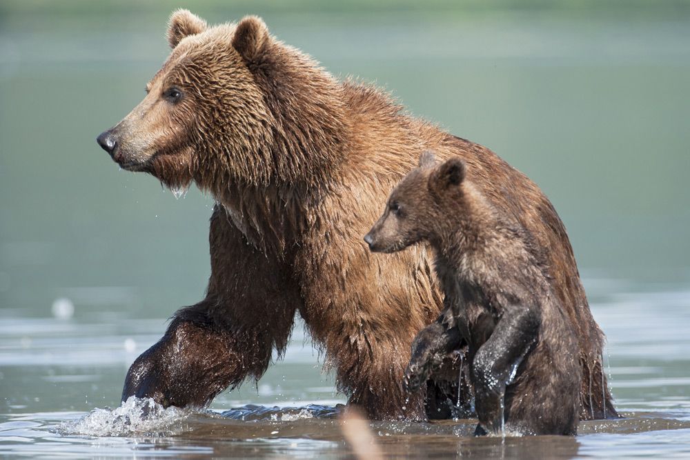 Terre des Ours : Photo