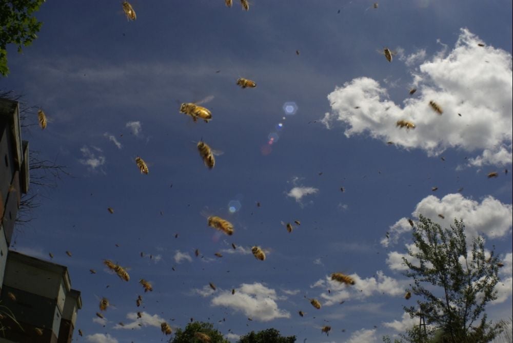 Vanishing of the Bees : Photo