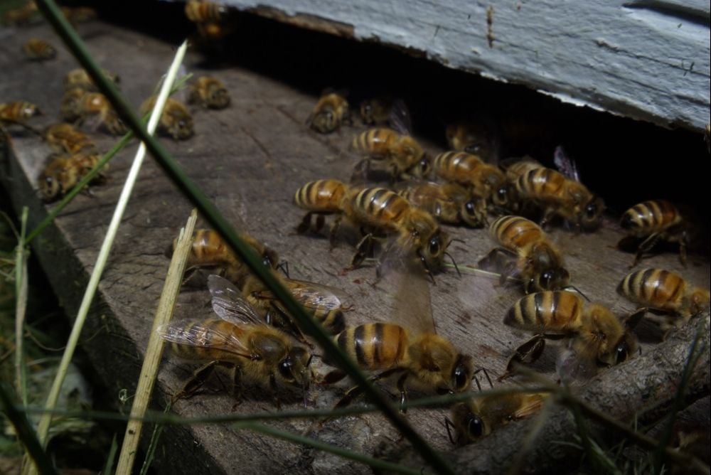 Vanishing of the Bees : Photo