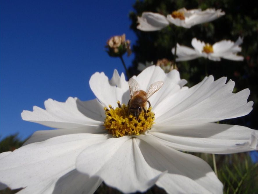 Vanishing of the Bees : Photo