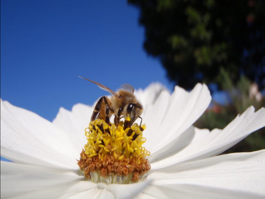 Vanishing of the Bees : Photo