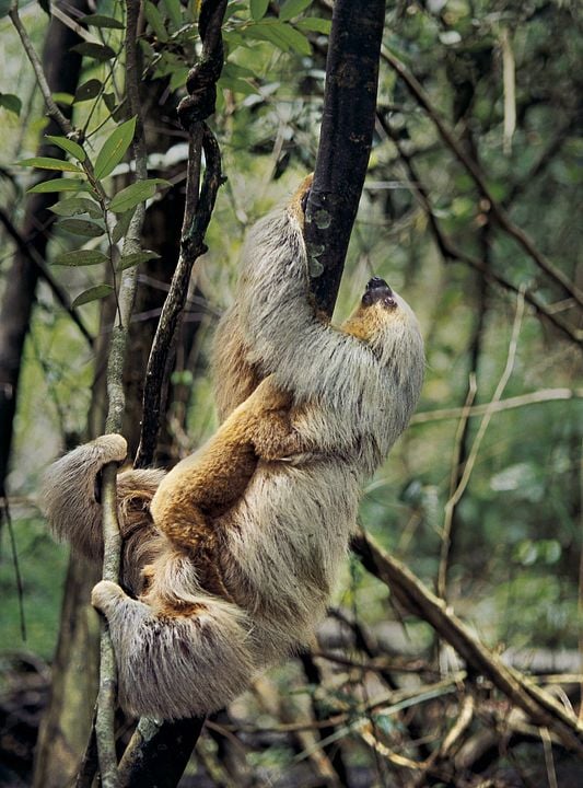 Amazônia : Photo