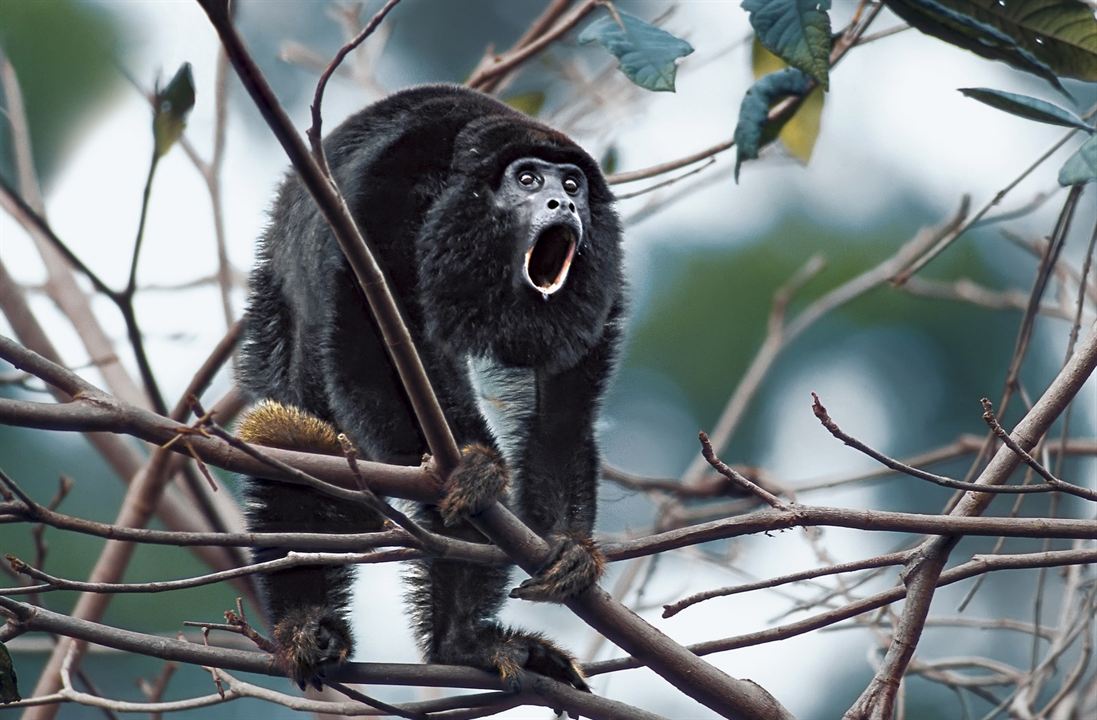 Amazônia : Photo