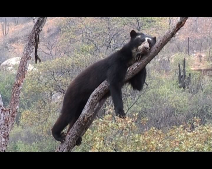 Chaparri, les sept ours de la montagne sacrée : Photo