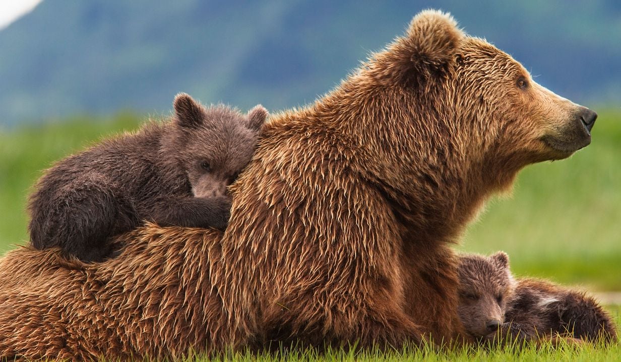 Grizzly : Photo