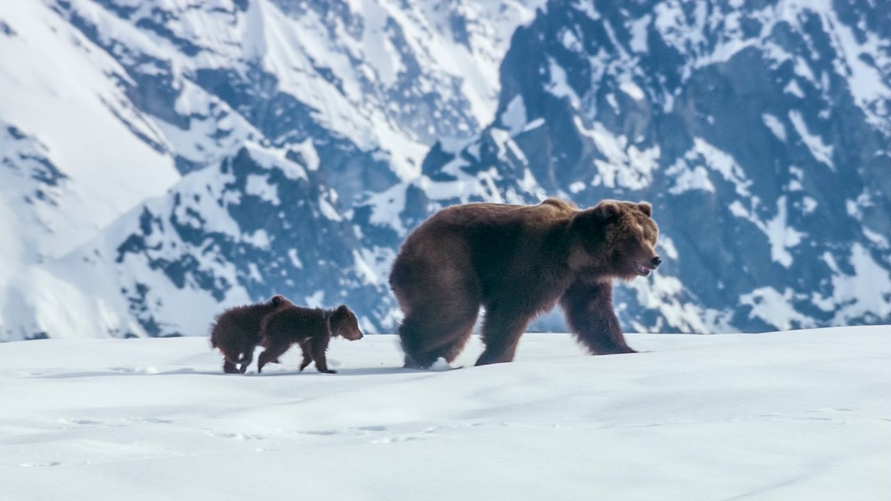 Grizzly : Photo