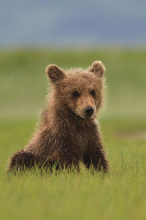 Grizzly : Photo