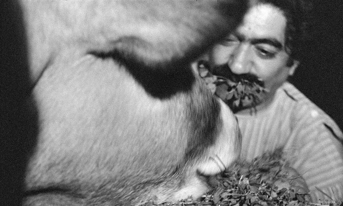 La Vache : Photo