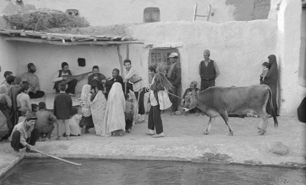 La Vache : Photo