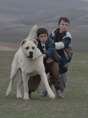 Sivas : Affiche