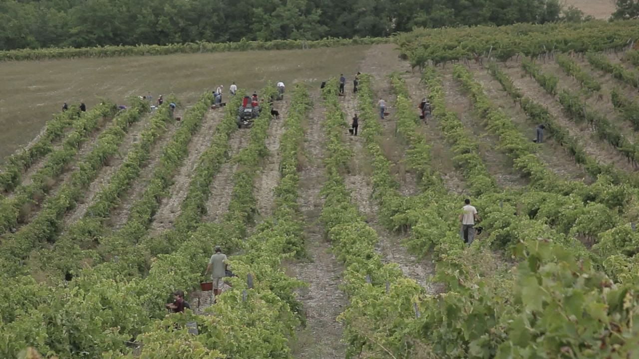 Vendanges : Photo